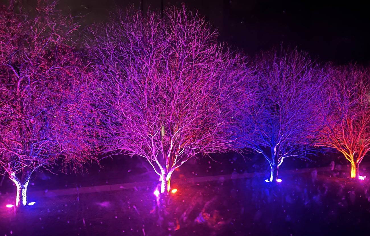 Tips For Tree Lighting Ustellar